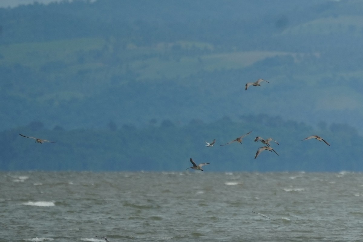 koliha východní - ML644694354