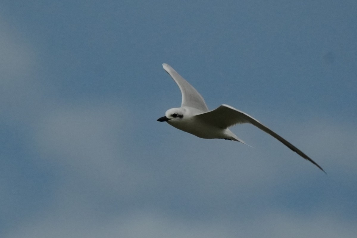 rybák černozobý - ML644694355