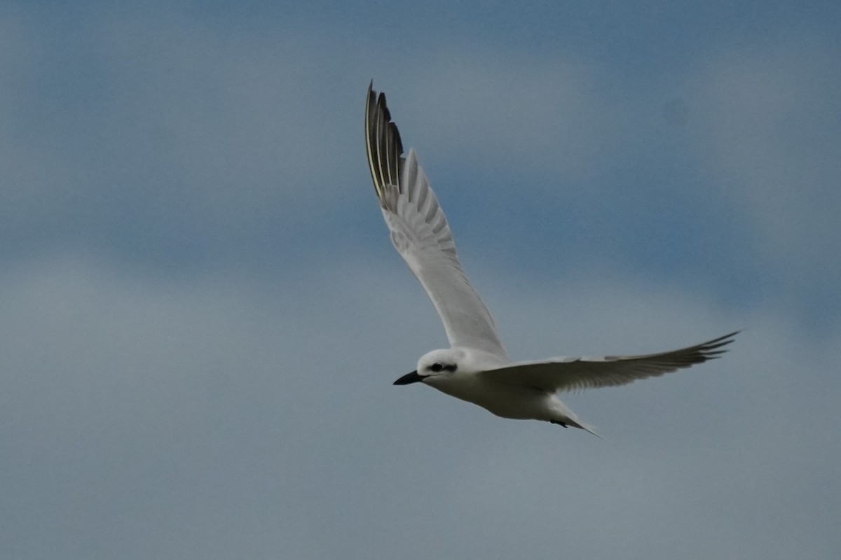 rybák černozobý - ML644694356