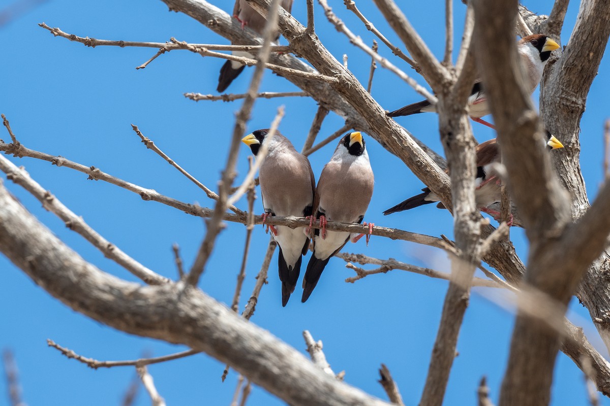 Diamante Enmascarado - ML644694378