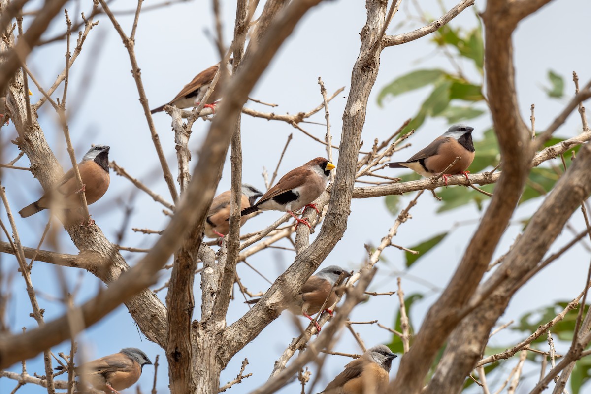 Diamante Enmascarado - ML644694379