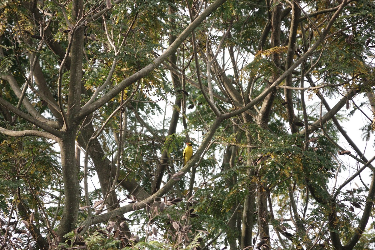 Black-naped Oriole - ML644694385