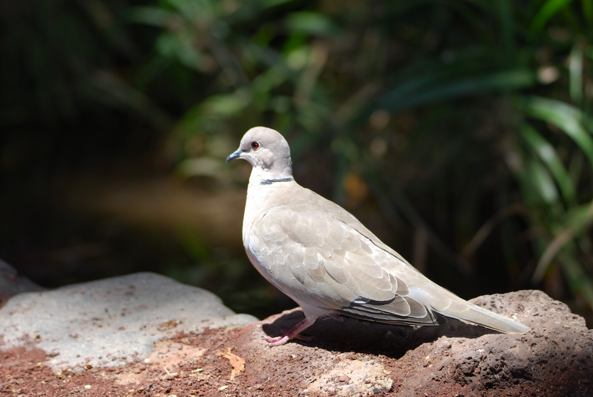 Tortora dal collare - ML644694387