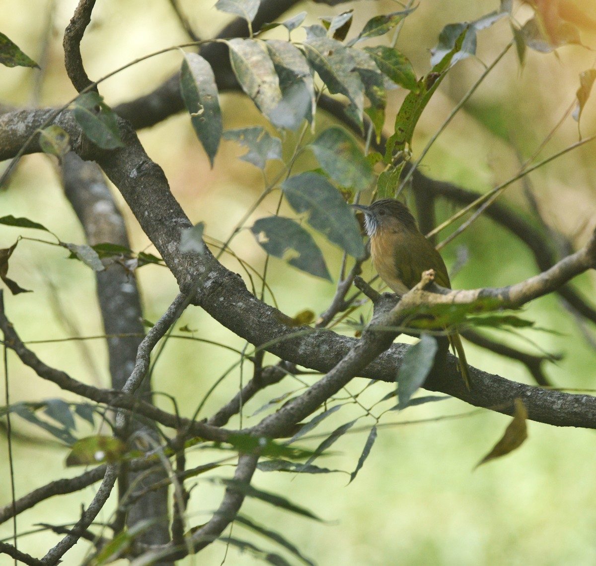 Mountain Bulbul - ML644694396