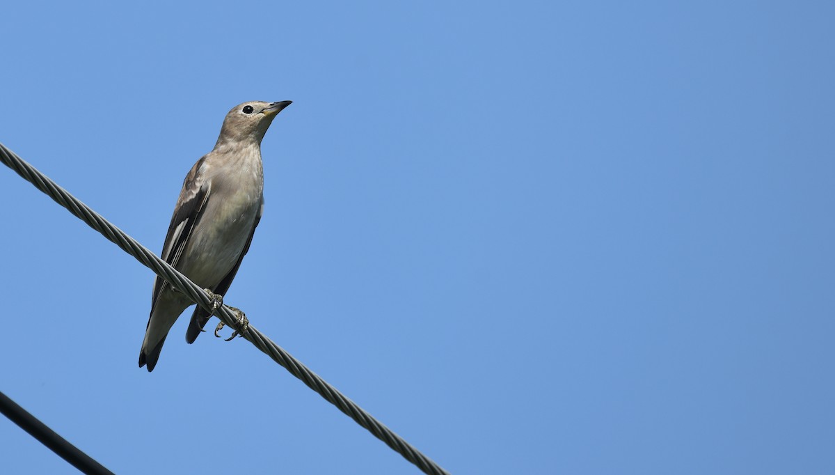 Chestnut-cheeked Starling - ML644694398
