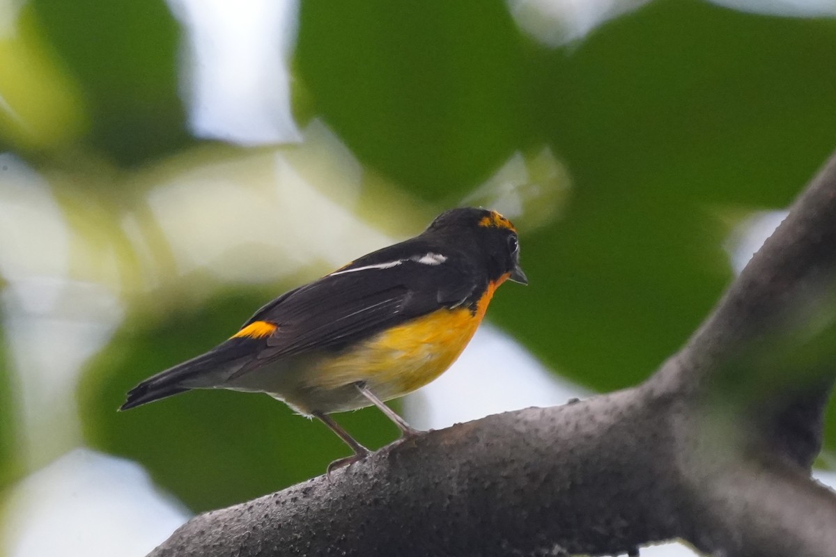 Narcissus Flycatcher - ML644694402