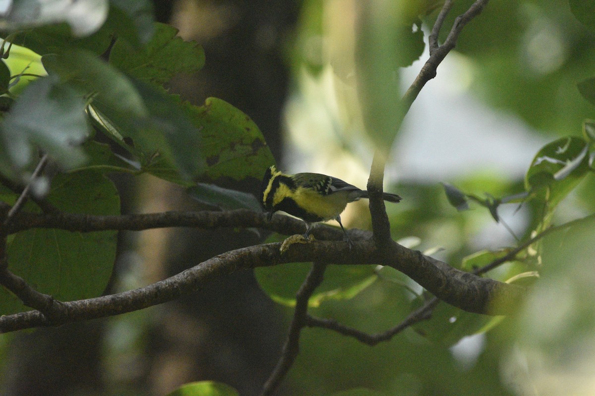 Himalayan Black-lored Tit - ML644694405