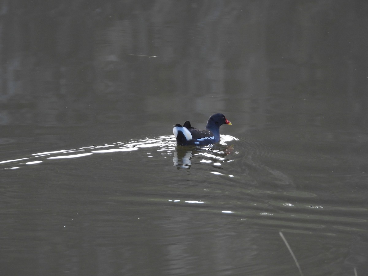 Teichhuhn - ML644694406