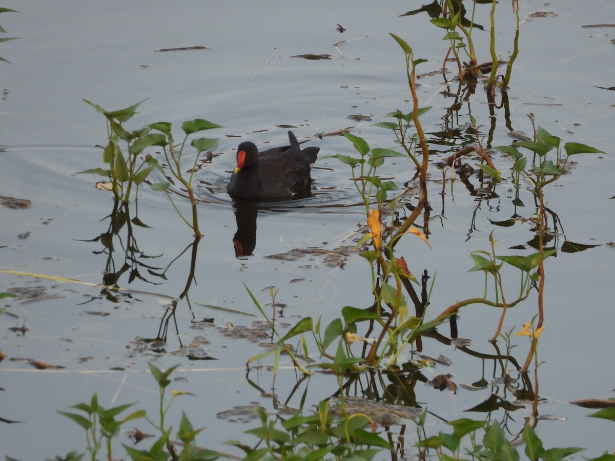 Teichhuhn - ML644694407