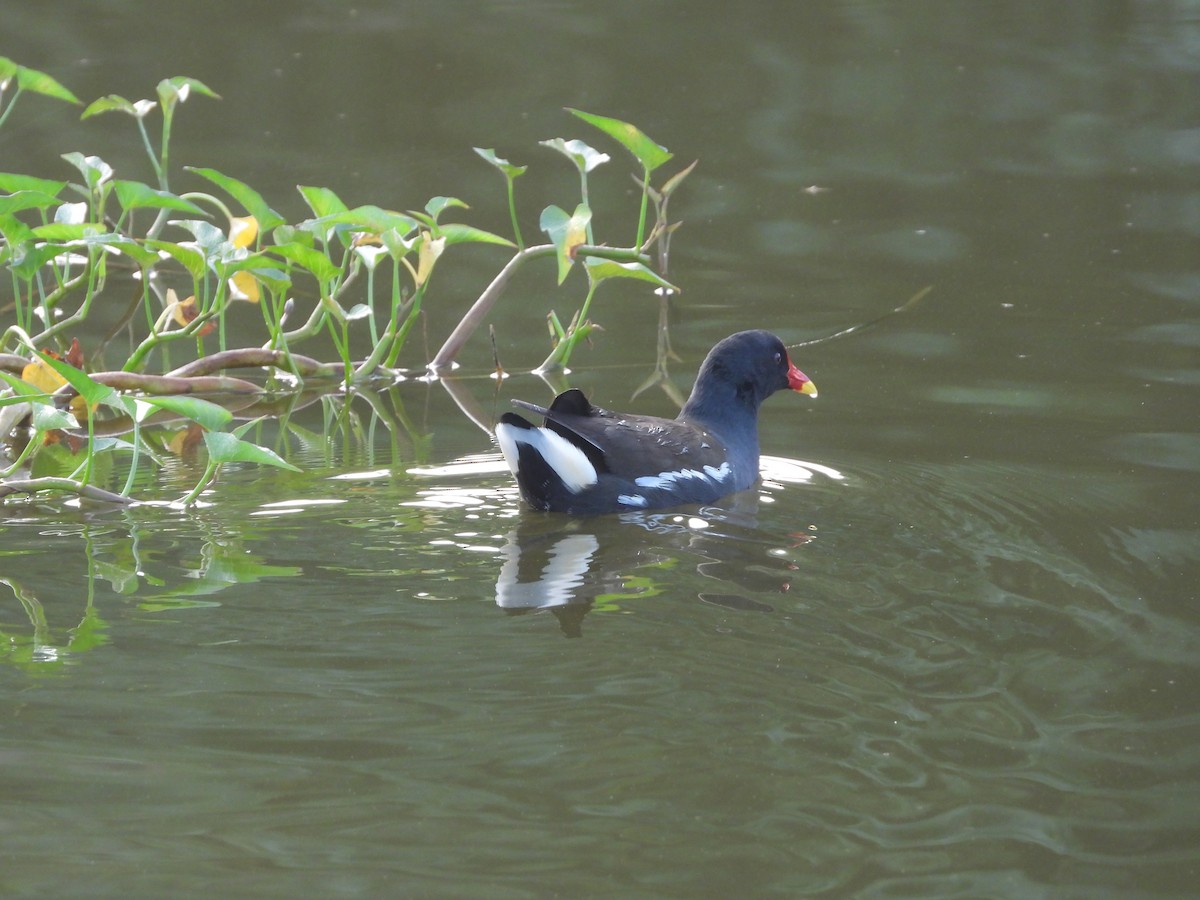 Teichhuhn - ML644694408