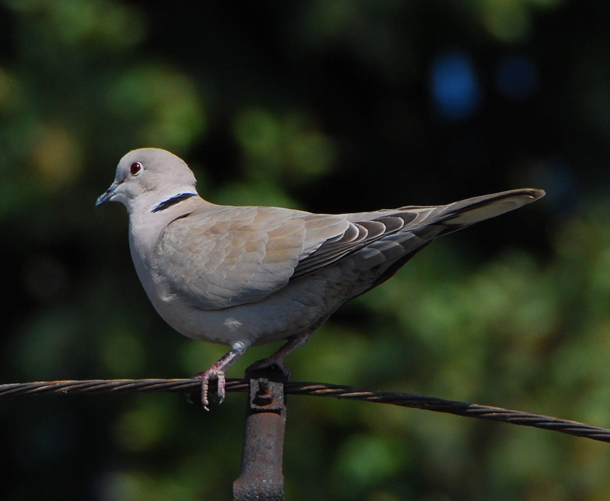 Tortora dal collare - ML644694420