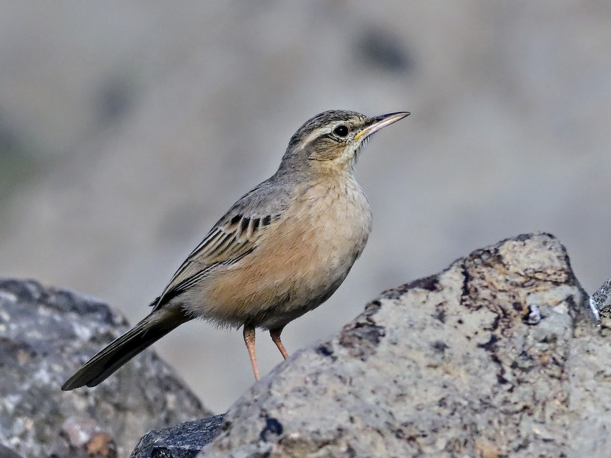 Long-billed Pipit - ML644694426