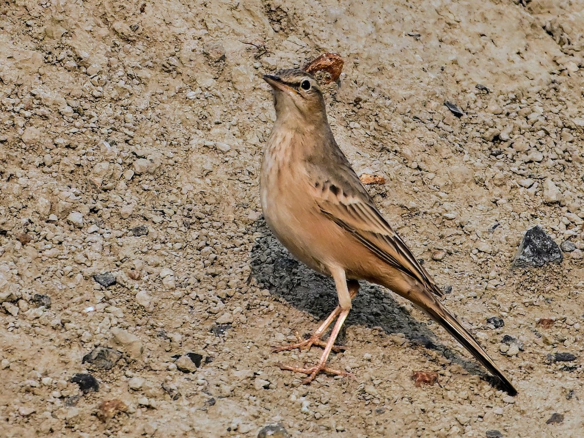 Long-billed Pipit - ML644694427