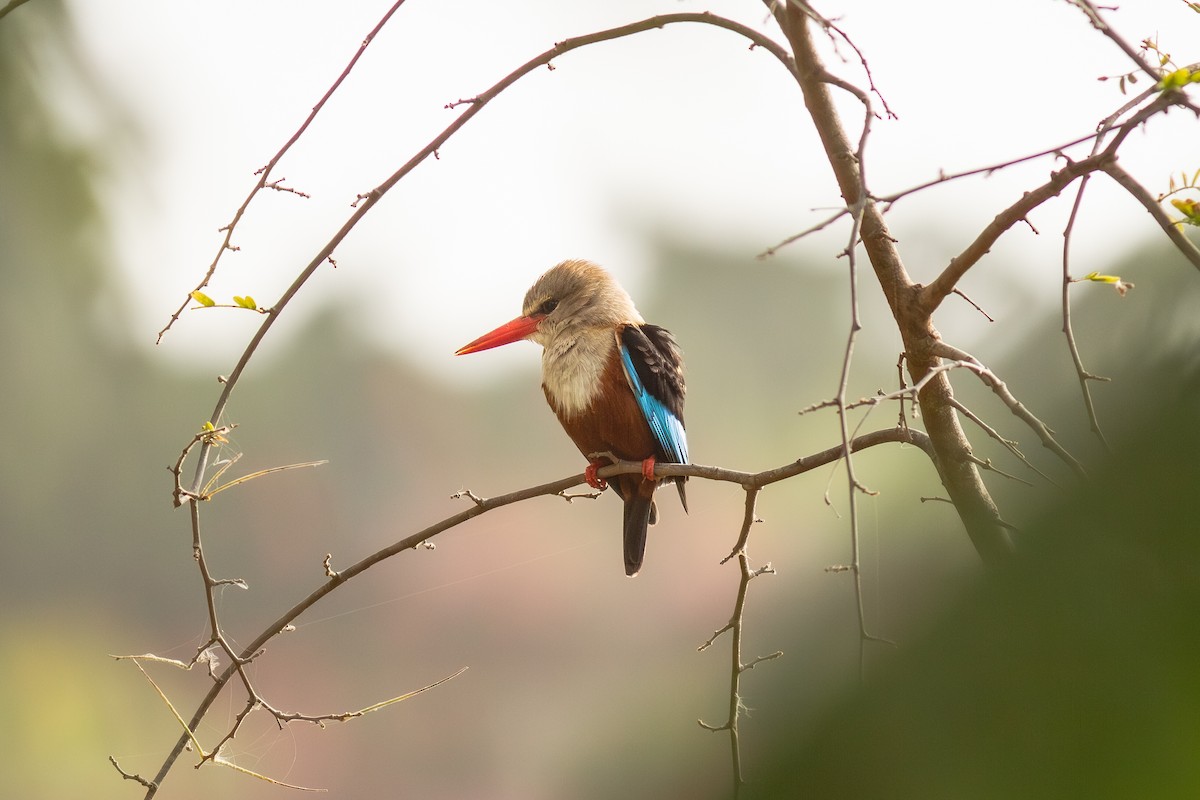 Gray-headed Kingfisher - ML644694428