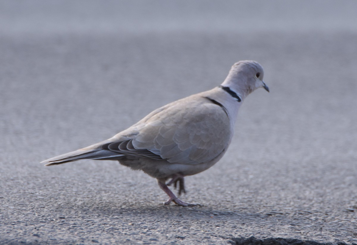 Tortora dal collare - ML644694429