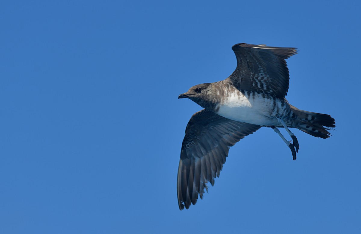 Págalo Rabero - ML644694434