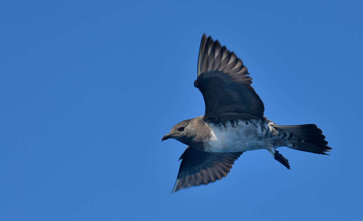 Págalo Rabero - ML644694435