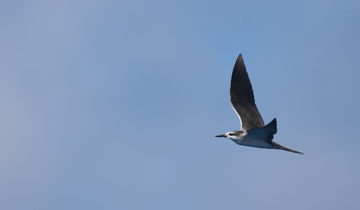 Bridled Tern - ML644694436