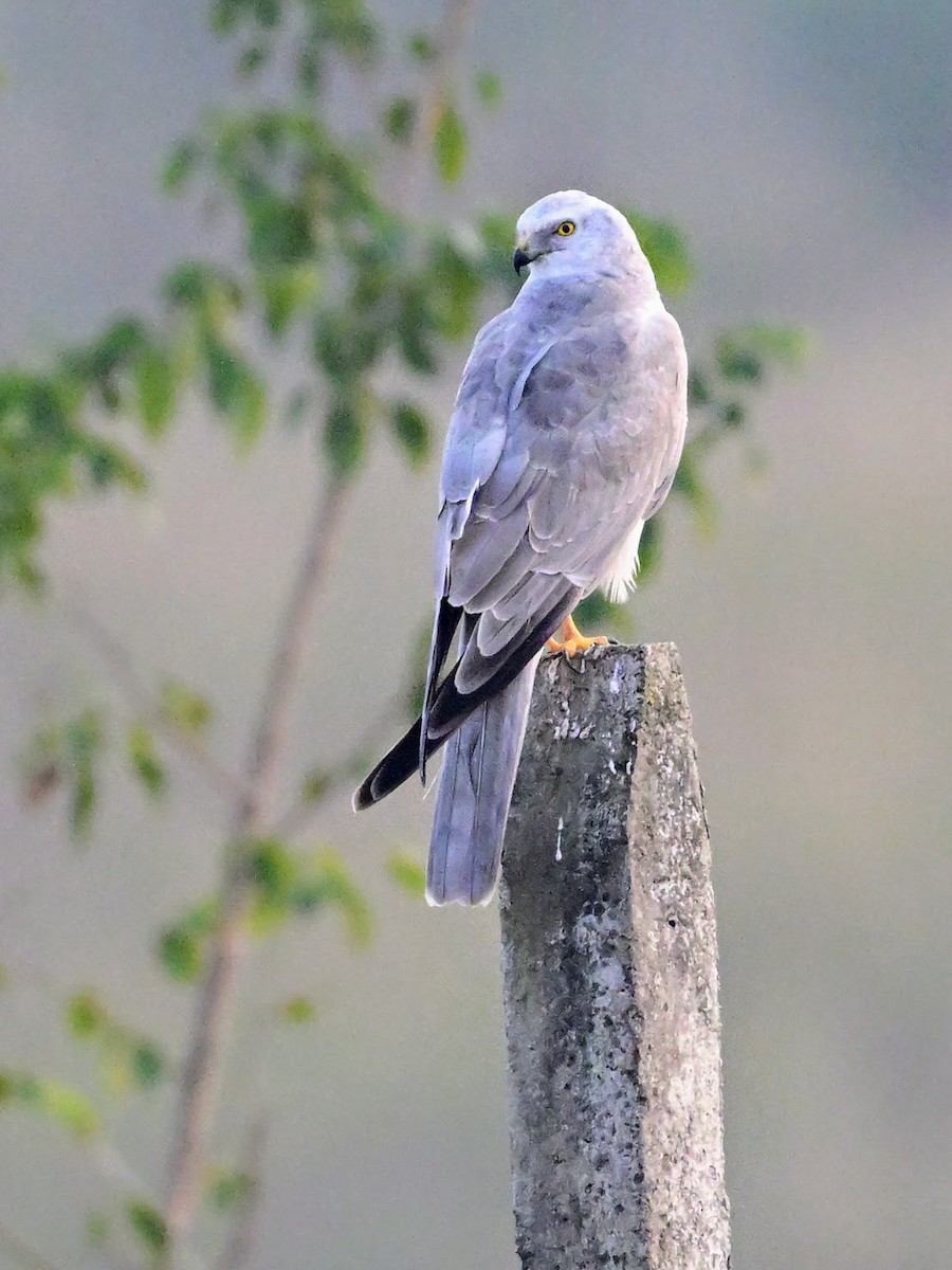 Pallid Harrier - ML644694442