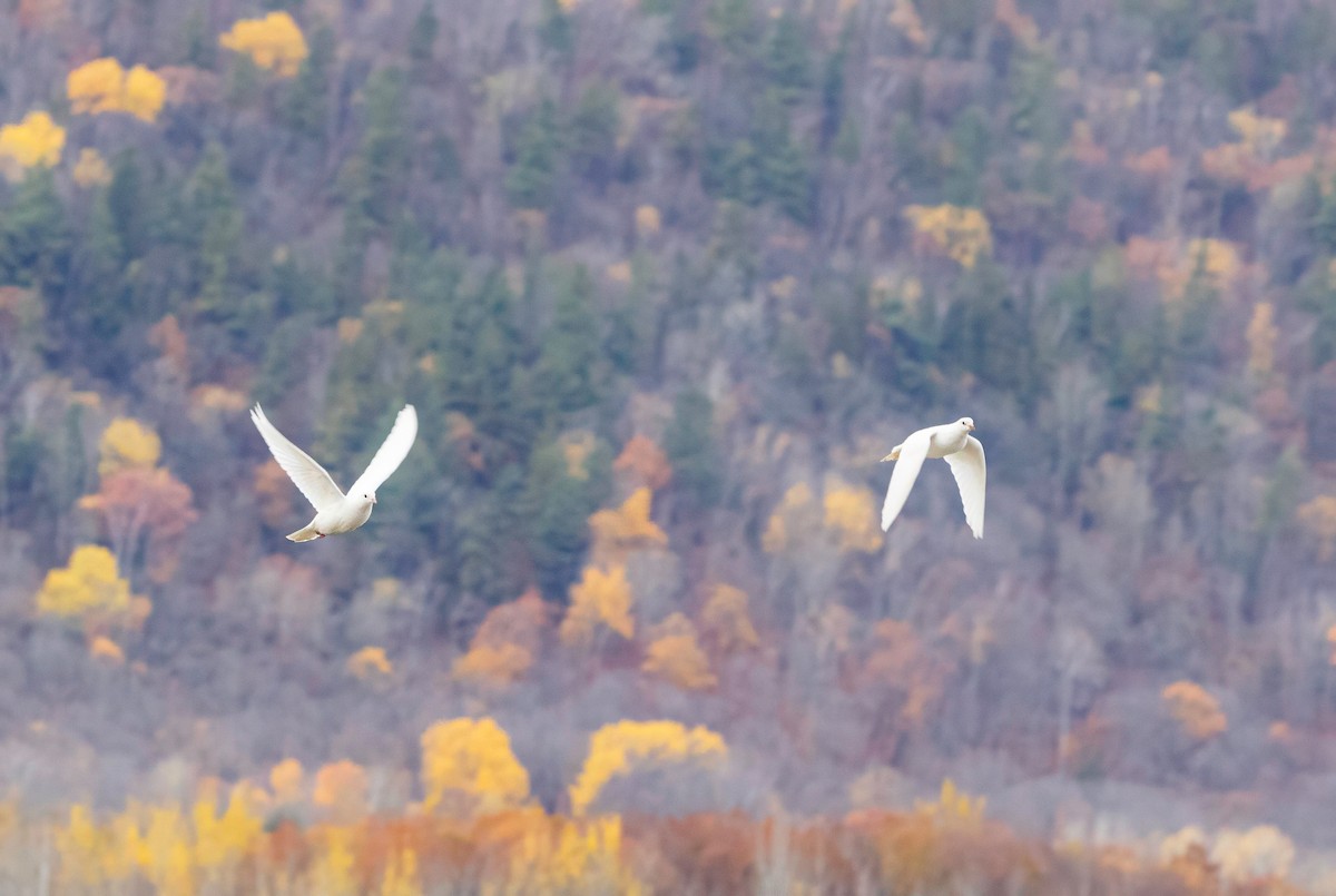 Felsentaube (Straßentaube) - ML644694452