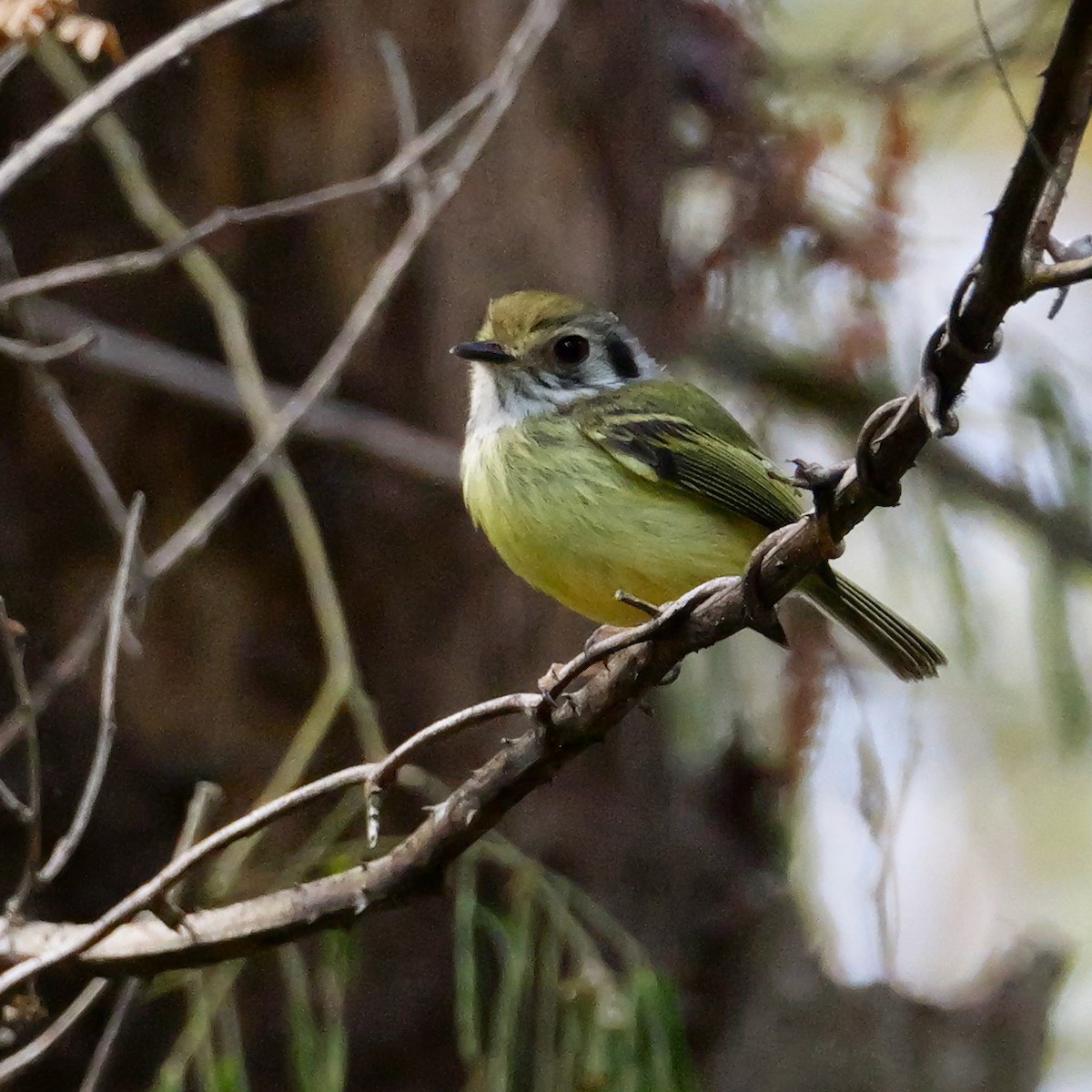 Ohrfleck-Zwergtyrann - ML644694454