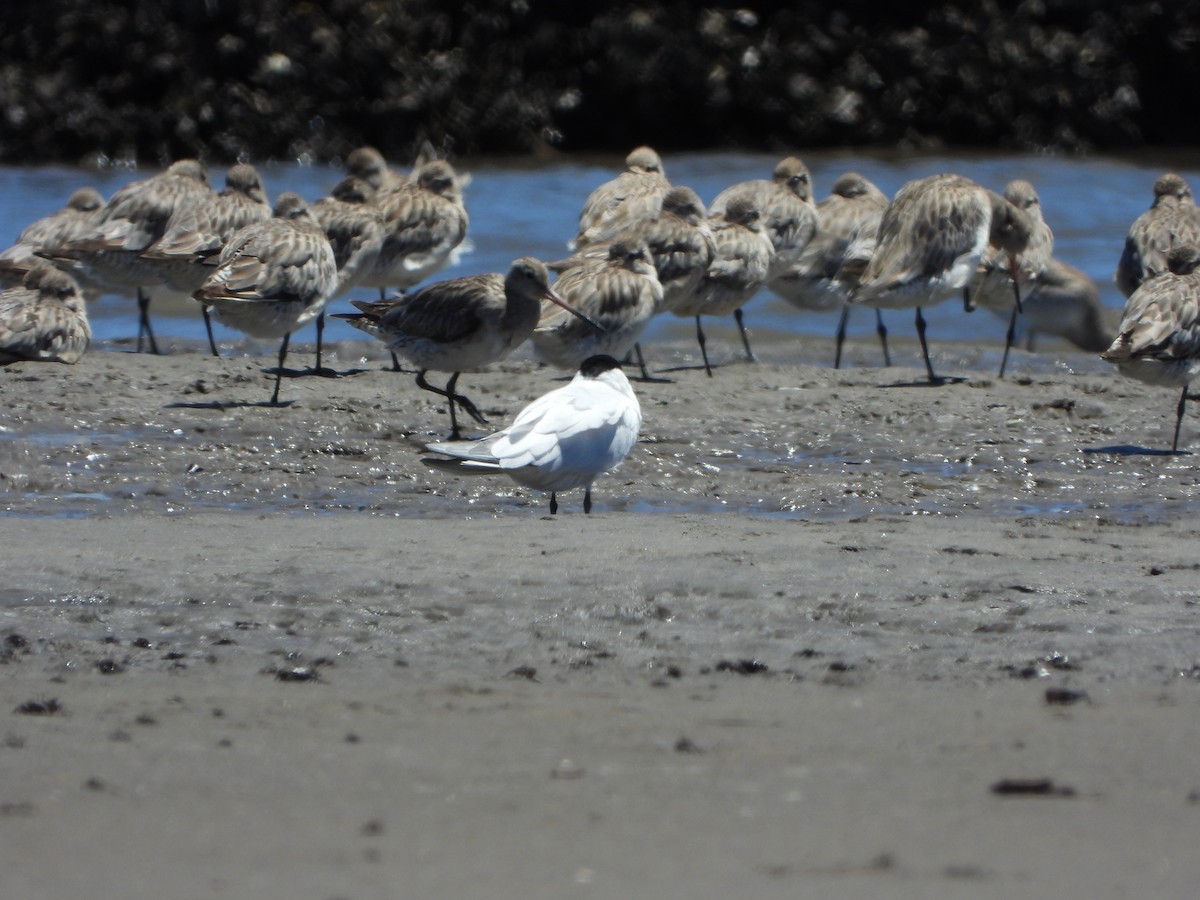Australian Tern - ML644694455