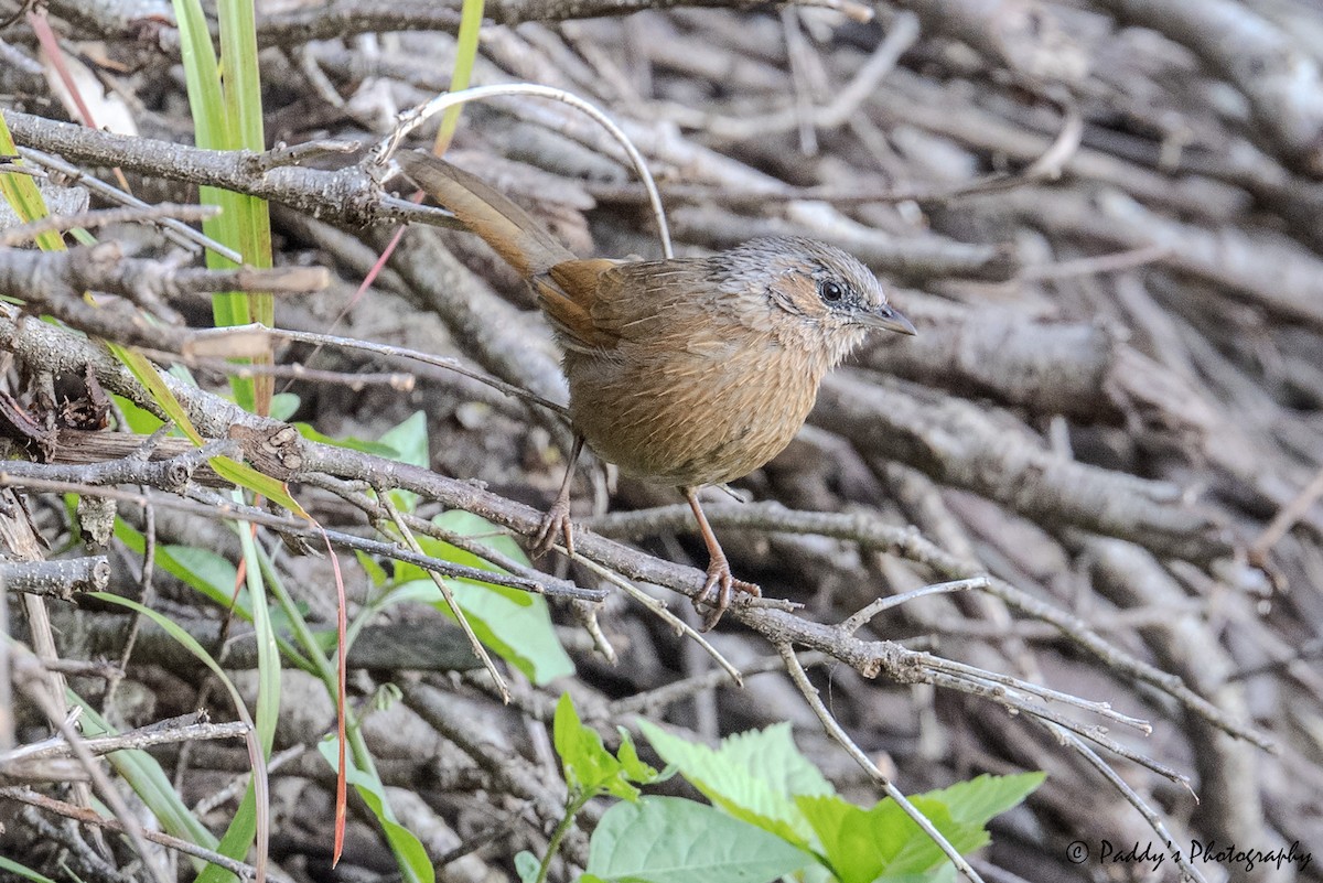 Streaked Laughingthrush - ML644694456