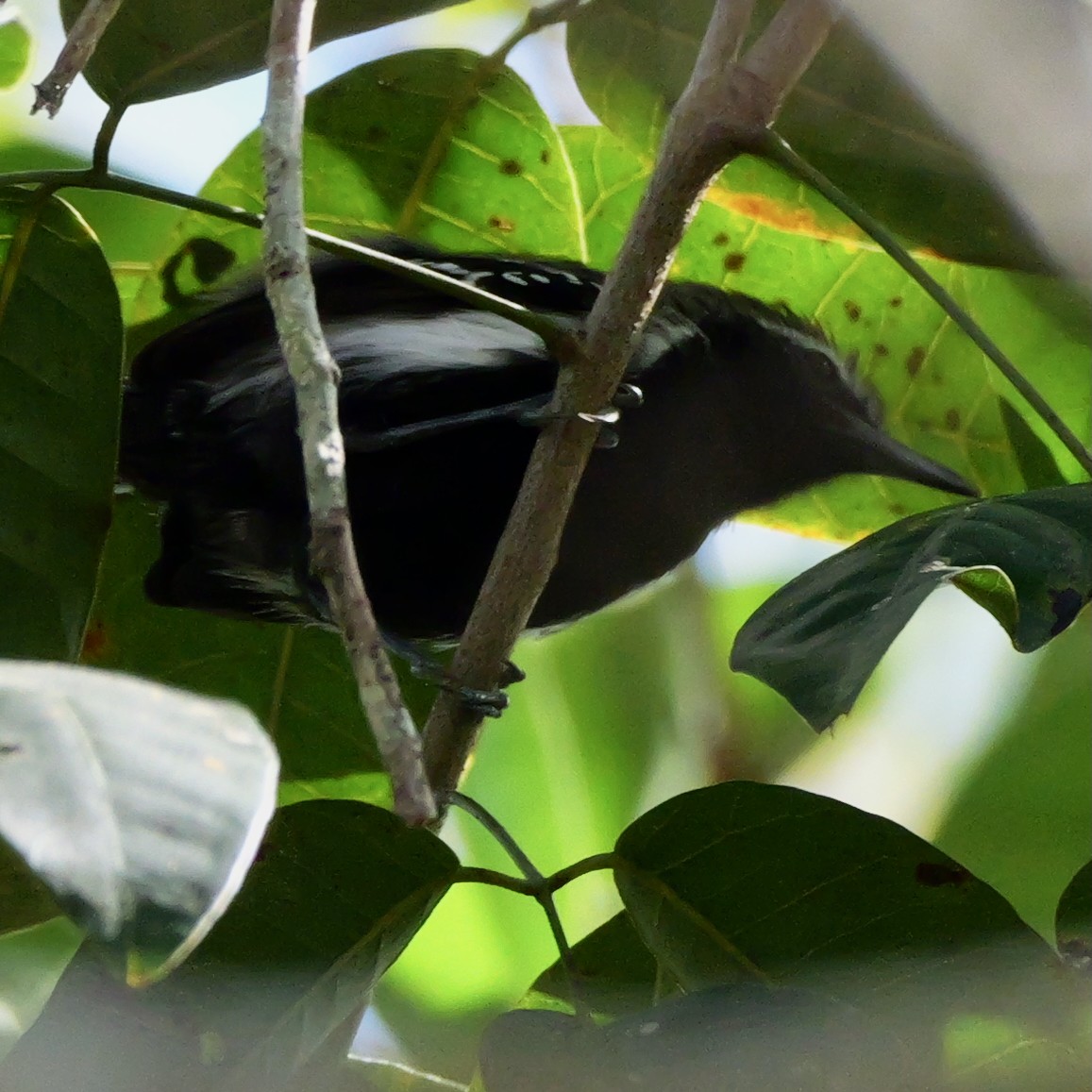 Grisin de Cayenne - ML644694459