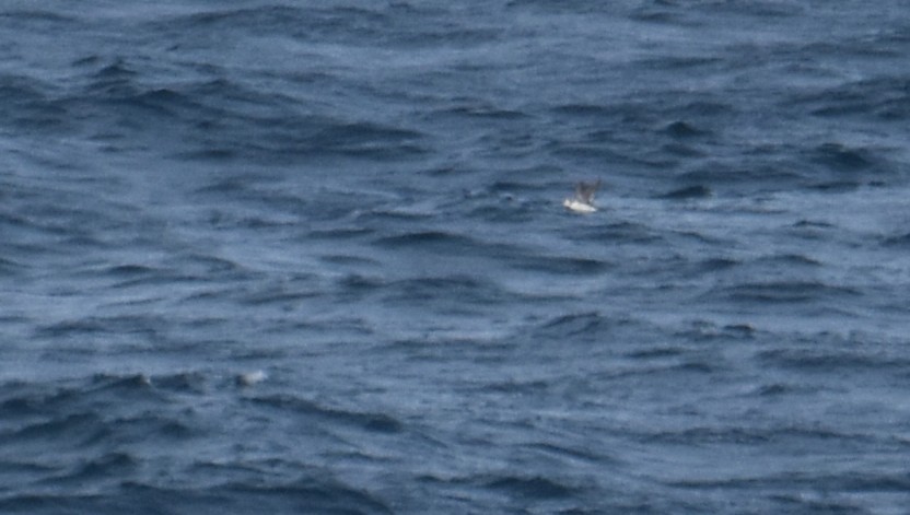 Common Murre - ML644694460