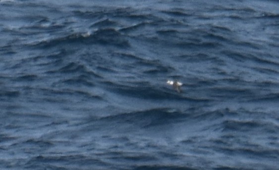 Common Murre - ML644694461