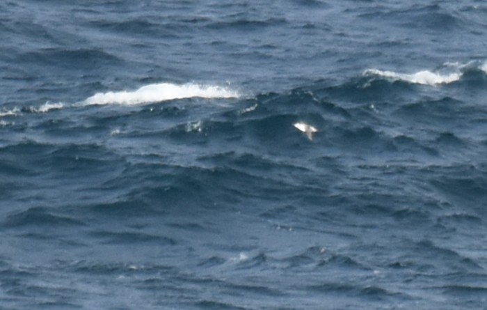 Common Murre - ML644694462