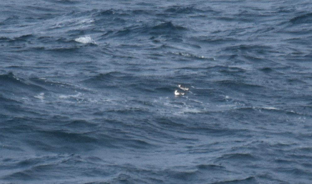 Common Murre - ML644694463