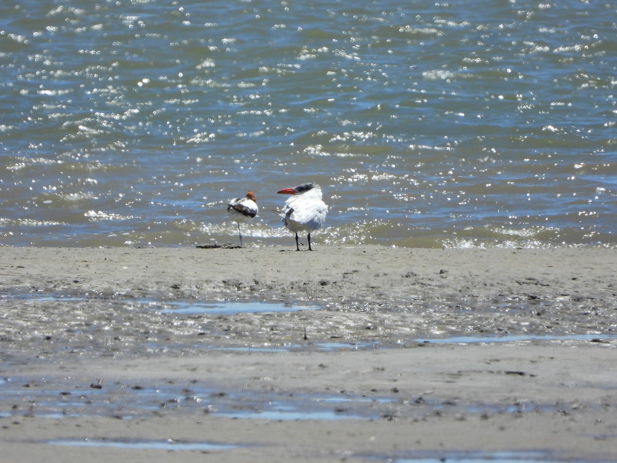 Sterne caspienne - ML644694470