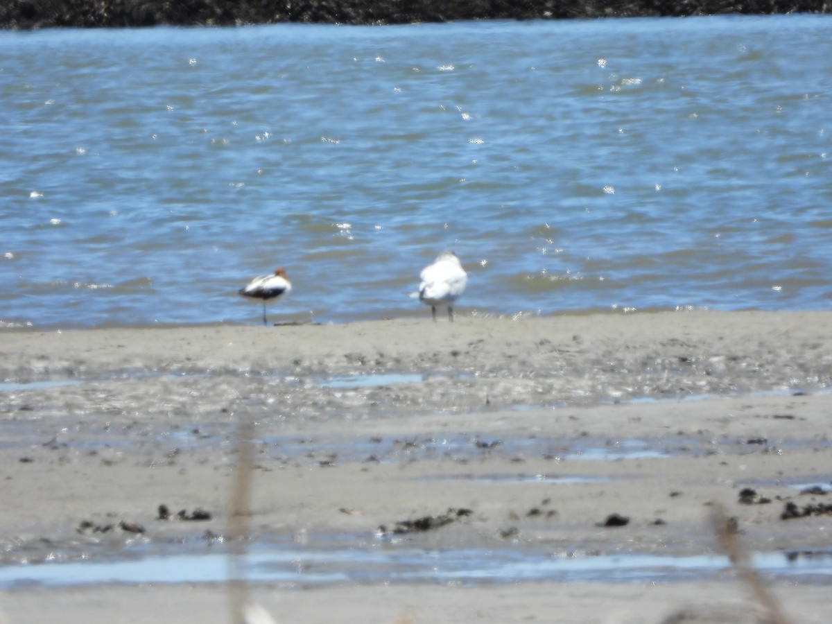 Sterne caspienne - ML644694472