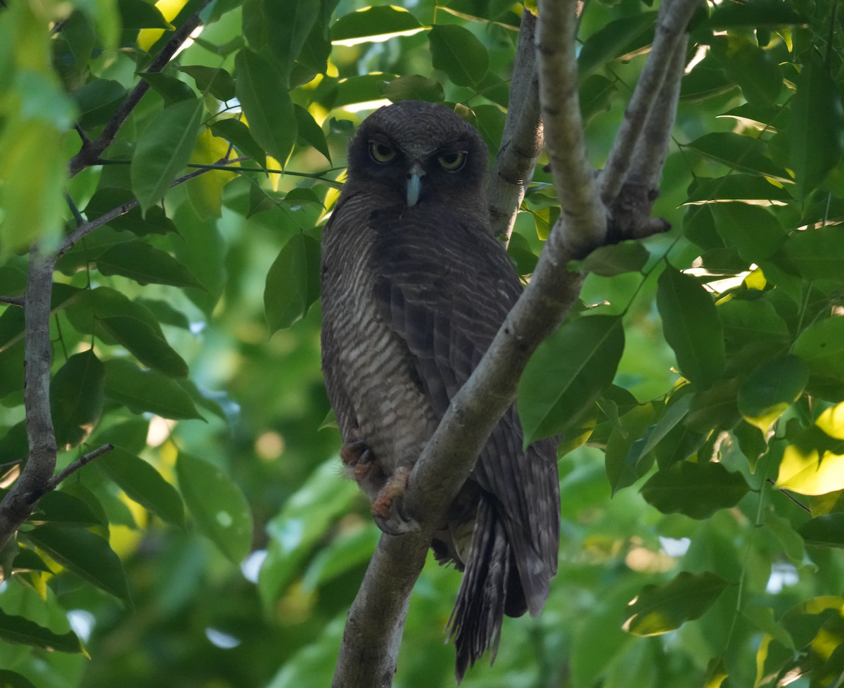 Kızıl Bubuk - ML644694475