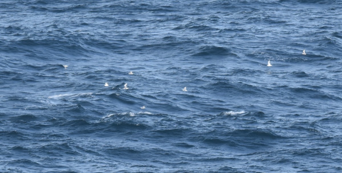 Гурван хуруут цахлай - ML644694477