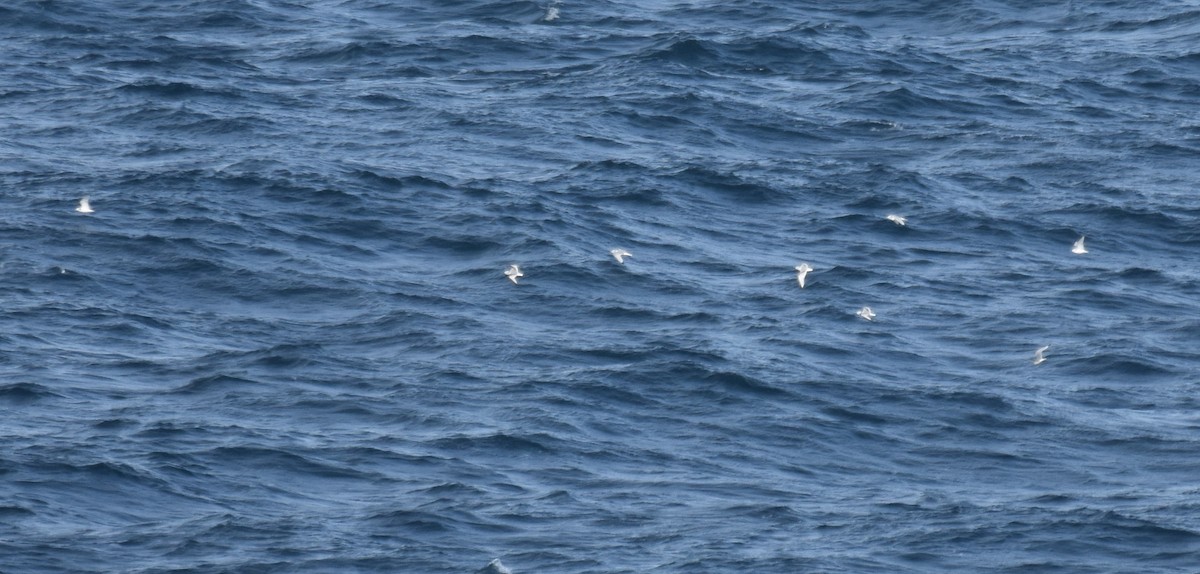 Гурван хуруут цахлай - ML644694478