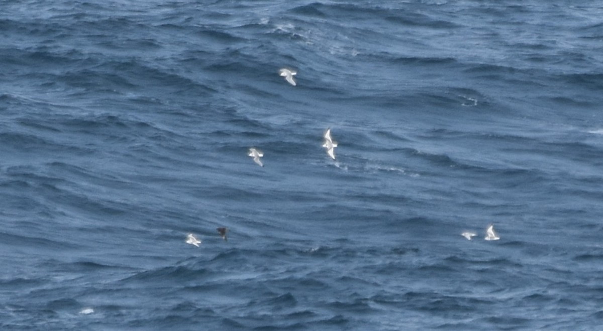 Гурван хуруут цахлай - ML644694479