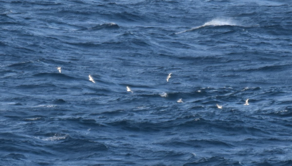 Гурван хуруут цахлай - ML644694481