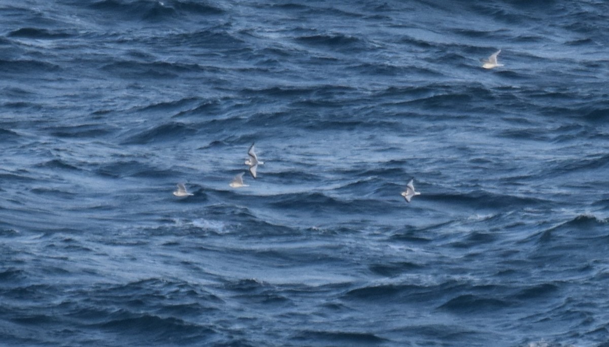 Гурван хуруут цахлай - ML644694482