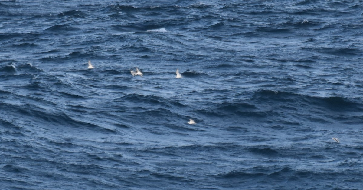 Гурван хуруут цахлай - ML644694483