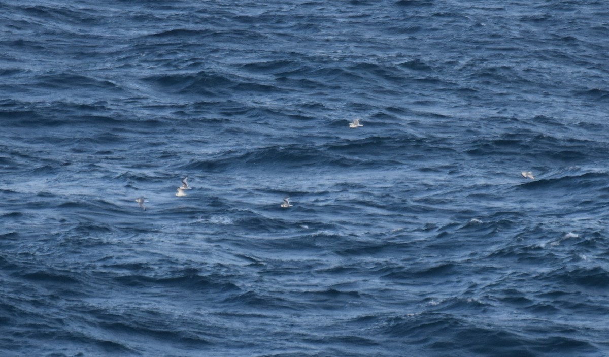 Гурван хуруут цахлай - ML644694484