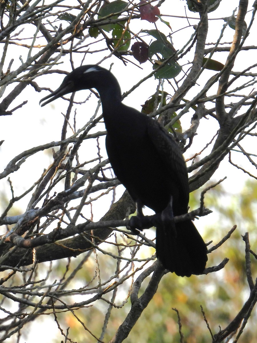 Indian Cormorant - ML644694488