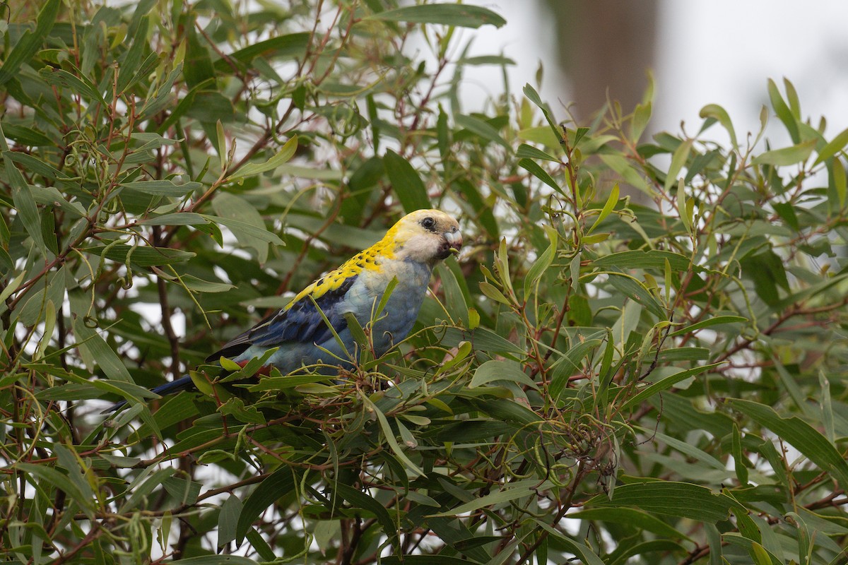 Pale-headed Rosella - ML644694491