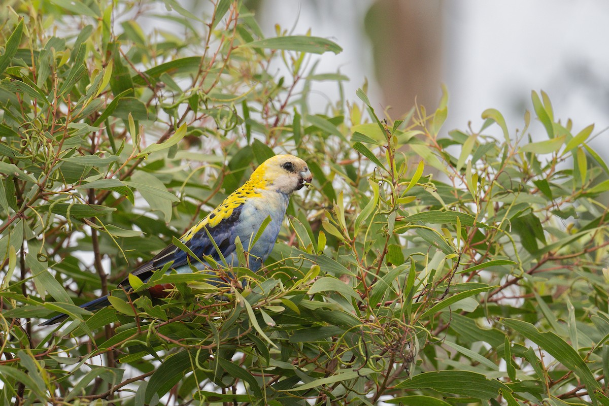 Pale-headed Rosella - ML644694492
