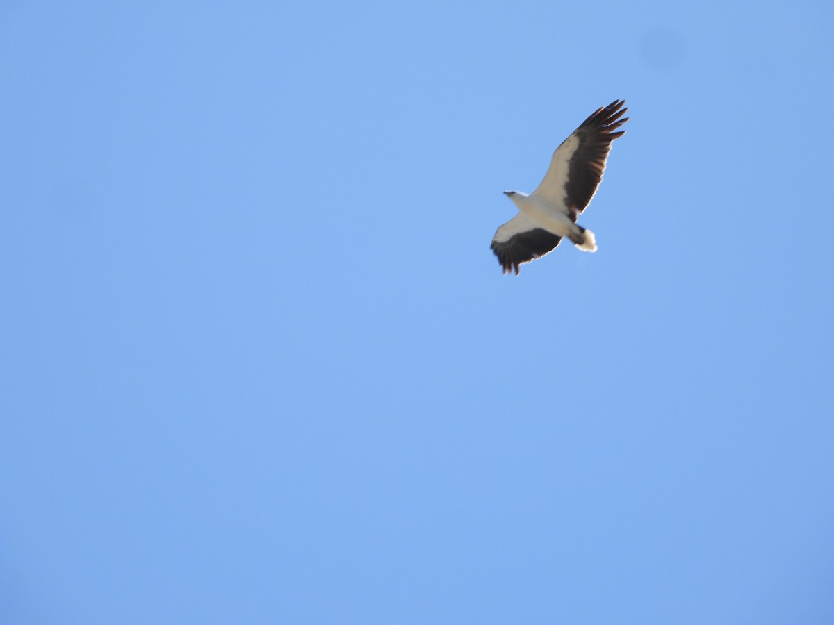 Pygargue blagre - ML644694497