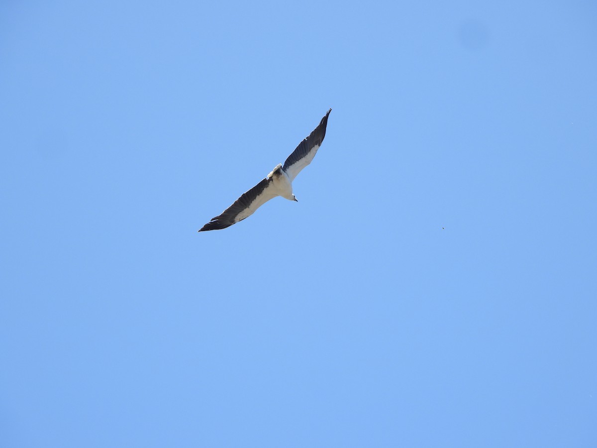 Pygargue blagre - ML644694499