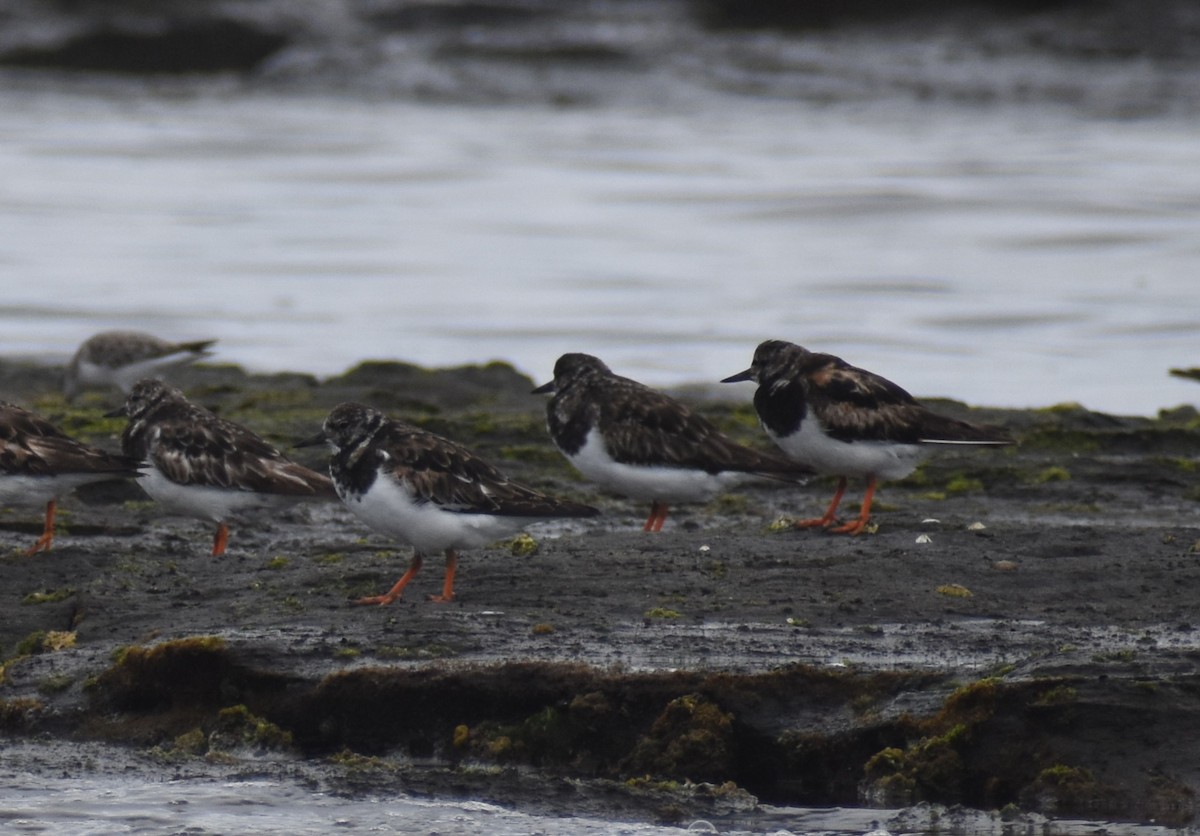 Voltapietre - ML644694501