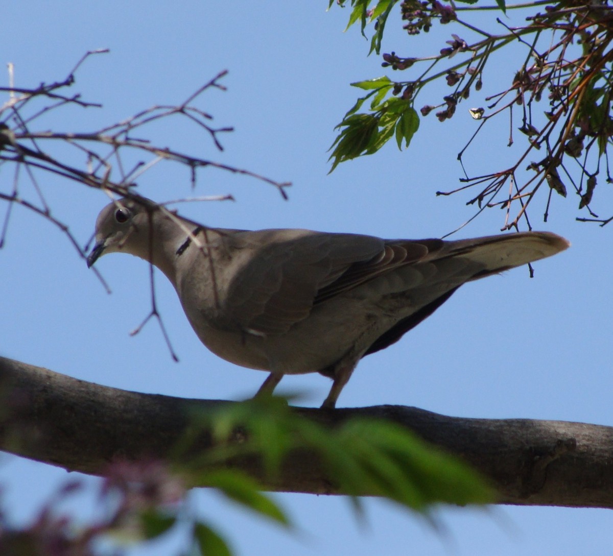 Tortora dal collare - ML644694507