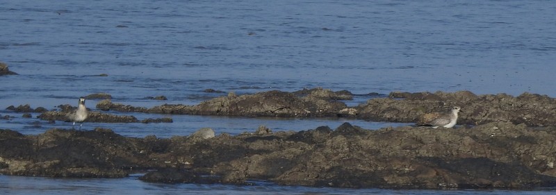 ダイゼン - ML644694517